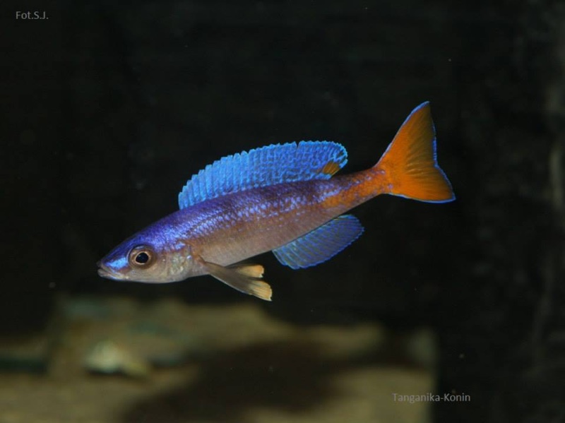 Cyprichromis leptosoma 'Utinta'